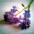 Myosotis  Forget me not