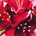 Asiatic Lilies